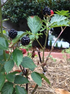 Blackberries posed for picking in the Galleria Garden